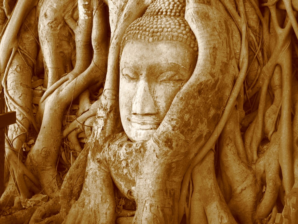 McKay Savage, Close-up of the Buddha head in the banyan tree at Wat Mahathat, Wikipedia