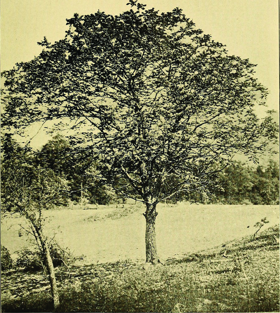 Butternut tree, 1909. New Baltimore, Greene County, New York